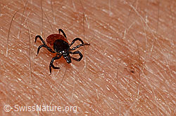 Zecke oder Gemeiner Holzbock (Ixodes ricinus) (C166299)