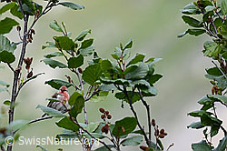 C166563: Birkenzeisig (Acanthis flammea)