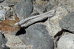 C166735: Holzfund Nr. 2 am Unteraargletscher