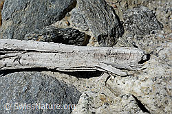 C166737: Holzfund Nr. 2 am Unteraargletscher