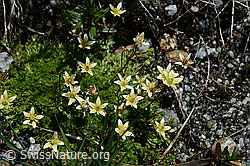 Moosartiger Steinbrech (Saxifraga bryoides) (C166819)