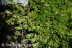 Moosartiger Steinbrech (Saxifraga bryoides) (C166820)