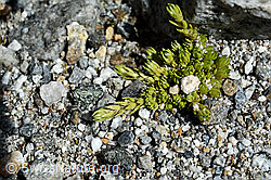 Moosartiger Steinbrech (Saxifraga bryoides) (C166836)