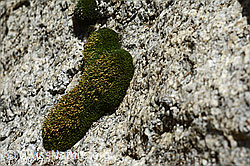 Kaktusmoos (Campylopus introflexus) (C166863)