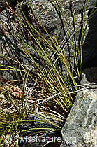 Violetter Schwingel (Festuca violacea) (07.2020, C166904)