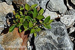 Sal-Weide (Salix caprea) (07.2020, C166906)