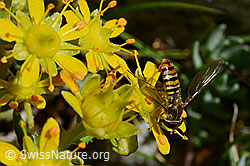 Hainschwebfliege (Episyrphus balteatus) (C168789)