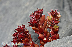 Dunkler Mauerpfeffer (Sedum atratum) (19.07.2020, C168811)