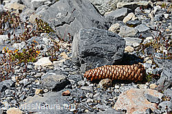 C168828: Zapfen der gewöhnlichen Fichte (Picea abies)
