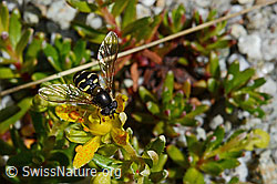 Mondfleck-Feldschwebfliege (Eupeodes luniger) (C169029)