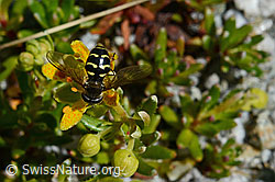 Mondfleck-Feldschwebfliege (Eupeodes luniger) (C169030)