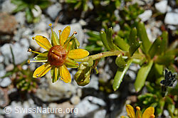 Bewimperter Steinbrech (Saxifraga aizoides) (C169044)
