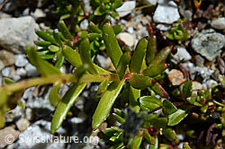 Bewimperter Steinbrech (Saxifraga aizoides) (C169045)