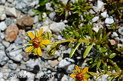 Bewimperter Steinbrech (Saxifraga aizoides) (C169046)