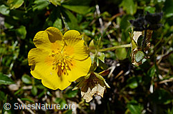 Gold-Fingerkraut (Potentilla aurea) (C169055)
