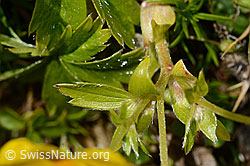 Gold-Fingerkraut (Potentilla aurea) (C169057)