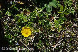 Gold-Fingerkraut (Potentilla aurea) (C169059)