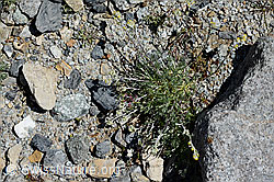 Echte Edelraute (Artemisia umbelliformis) (C169090)