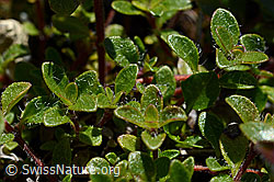 Vielhaariger Thymian (Thymus polytrichus) (C169119)