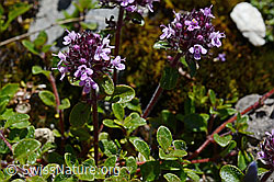 Vielhaariger Thymian (Thymus polytrichus) (C169120)