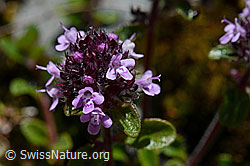 Vielhaariger Thymian (Thymus polytrichus) (C169121)