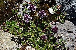 Vielhaariger Thymian (Thymus polytrichus) (C169122)