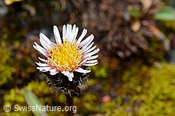 Photo: Einköpfiges Berufkraut (Erigeron uniflorus)