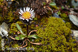 Photo: Einköpfiges Berufkraut (Erigeron uniflorus)