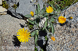 Grauzottiges Habichtskraut (Hieracium piliferum) (07.2020, C169145)
