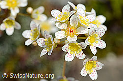 Trauben-Steinbrech (Saxifraga paniculata) (C169147)
