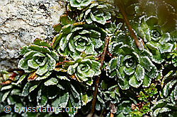 Trauben-Steinbrech (Saxifraga paniculata) (C169148)