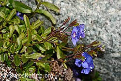 Felsen-Ehrenpreis (Veronica fruticans) (C169167)