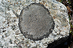 C169170: Graue Kraterflechte (Aspicilia cinerea)