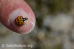 Asiatischer Marienkäfer (Harmonia axyridis) (C169204)