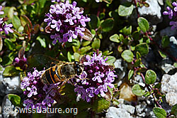 Mistbiene (Eristalis tenax) auf Vielhaarigem Thymian (Thymus polytrichus) (C169214)