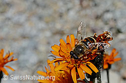Gold-Pippau (Crepis aurea)