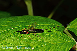 Riesenschlupfwespe (Dolichomitus imperator) (20.07.2020, C169391)