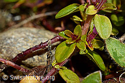 Arznei-Thymian (Thymus pulegioides) (C169510)