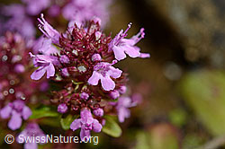 Arznei-Thymian (Thymus pulegioides) (C169511)
