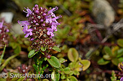 Arznei-Thymian (Thymus pulegioides) (C169512)