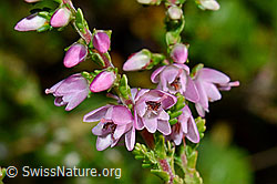 Besenheide (Calluna vulgaris). Blüten (C169513)