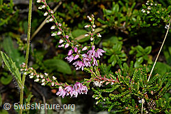 Besenheide (Calluna vulgaris). Blüten und Blätter. (C169514)