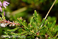 Besenheide (Calluna vulgaris). Blätter. (C169515)