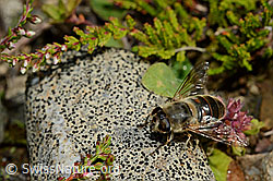 C169517: Mistbiene (Eristalis tenax) auf Stein sitzend