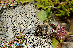 Eristalis tenax (C169518)