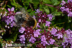 Hellgelbe Erdhummel (Bombus lucorum) an Arznei-Thymian (Thymus pulegioides) (C169522)