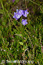 Rautenblättrige Glockenblume (Campanula rhomboidalis) (C169530)