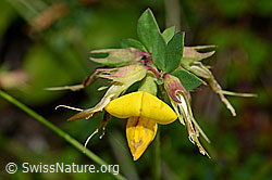 Gewöhnlicher Hornklee (Lotus corniculatus) (C169547)
