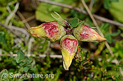 Gewöhnlicher Hornklee (Lotus corniculatus) (C169548)