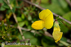 Gewöhnlicher Hornklee (Lotus corniculatus) (C169550)